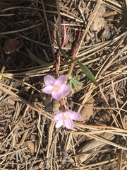 Lewisia pygmaea