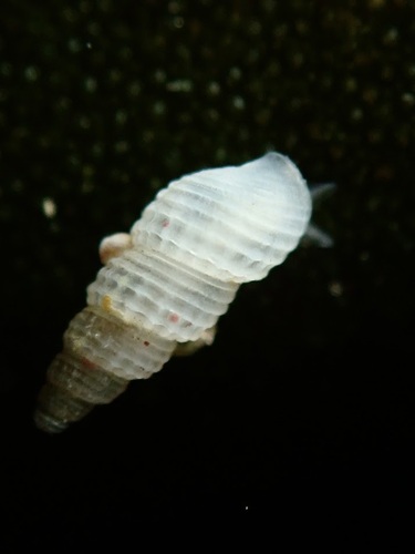 Odostomia virginalis observed 2024-03-06