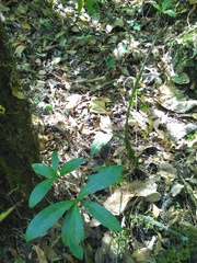 Ternstroemia lineata