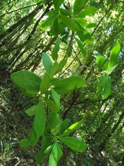 Ternstroemia lineata