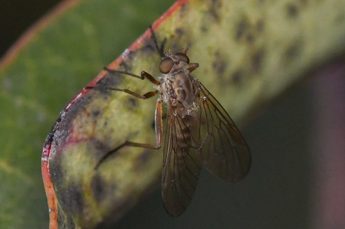 Rhagio pollinosus