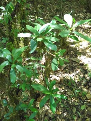 Ternstroemia lineata