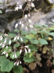 Heuchera longipetala orizabensis