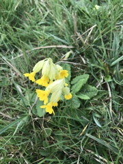 Primula veris