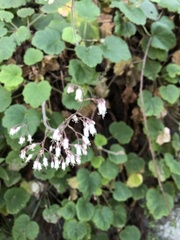 Heuchera longipetala orizabensis