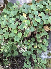 Heuchera longipetala orizabensis