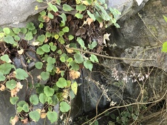 Heuchera longipetala orizabensis