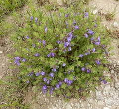 Scutellaria wrightii