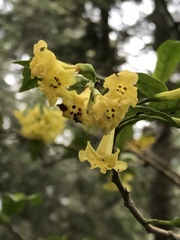 Cestrum anagyris