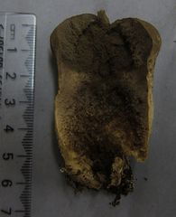 Polyporus hypomelanus