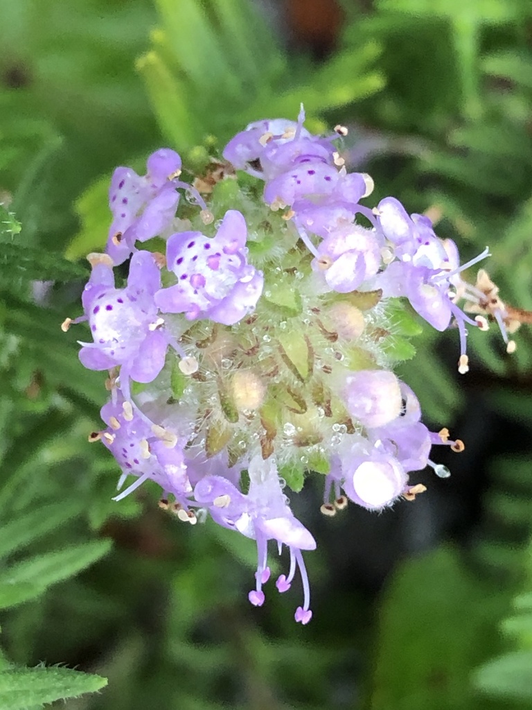 Florida pennyroyal from Boca Raton, FL, USA on December 28, 2023 at 04