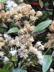 Ageratina glabrata