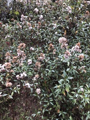 Ageratina glabrata