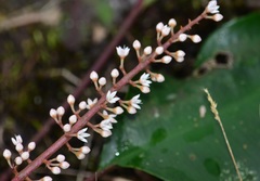 Labisia pumila