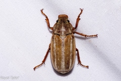 Polyphylla occidentalis