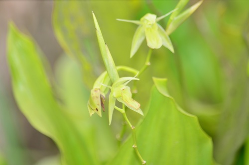 Coelogyne prasina Ridl. 4