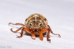 Polyphylla occidentalis