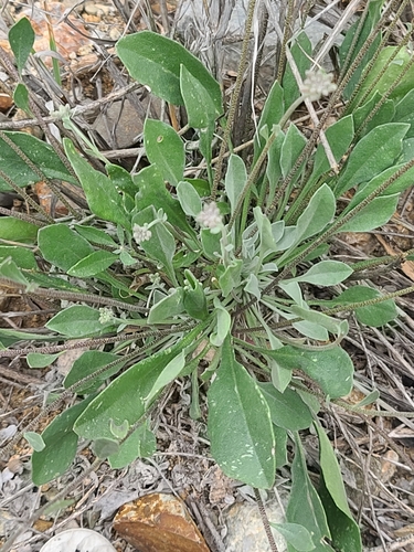 Image of White Bladderpod (Physaria purpurea) by no rights reserved