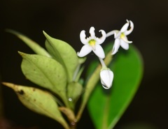 Argostemma yappii