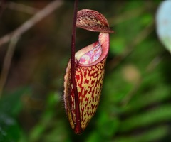 Nepenthes macfarlanei
