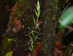 Cryptostylis arachnites