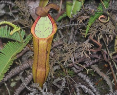 Nepenthes gracillima