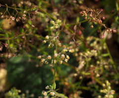 Galium judaicum