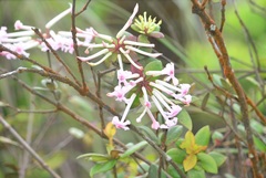 Rhododendron jasminoides