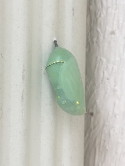 Danaus plexippus