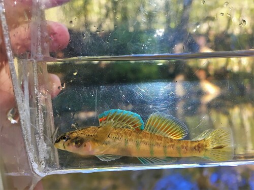 Cherokee Darter