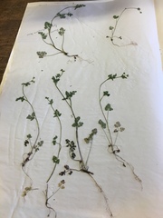 Chaerophyllum procumbens