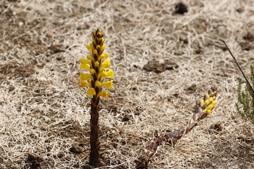 Image of Cistanche phelypaea by (c) er-birds, some rights reserved (CC BY)