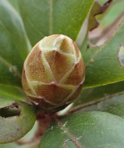 Chapman's Rhododendron (Rhododendron chapmanii)