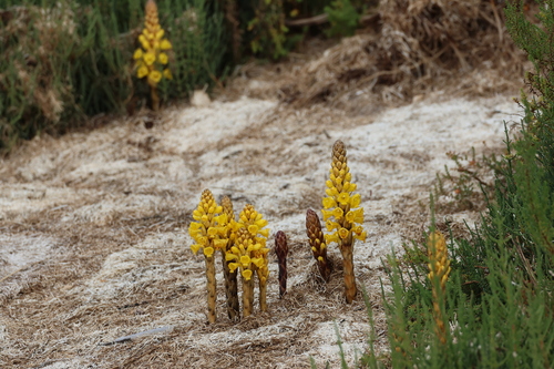 Image of Cistanche phelypaea by (c) er-birds, some rights reserved (CC BY)
