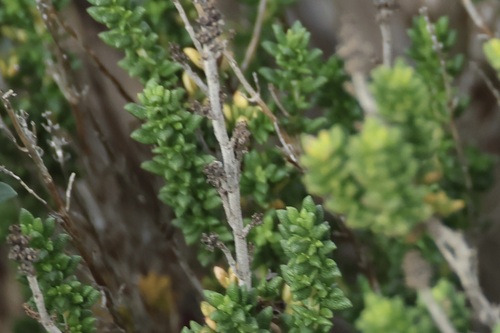 Image of Thymus carnosus by (c) er-birds, some rights reserved (CC BY)