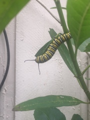 Danaus plexippus
