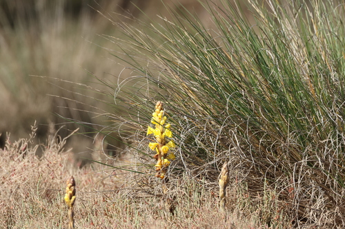 Image of Cistanche phelypaea by (c) er-birds, some rights reserved (CC BY)