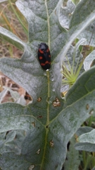 Cercopis intermedia