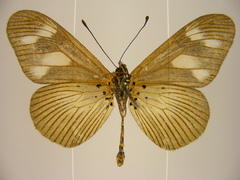 Acraea lycoa