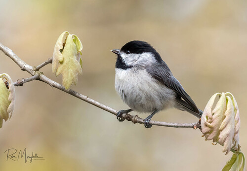 Carolina Chickadee, photo 7 of 9