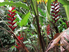 Heliconia schiedeana