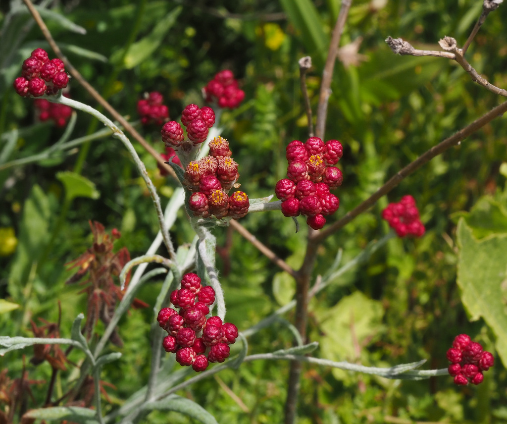 Scarlet Everlasting