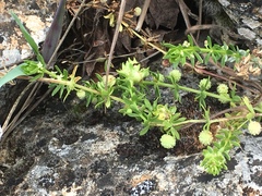Galium verrucosum