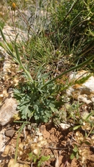 Delphinium peregrinum
