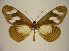 Acraea lycoa