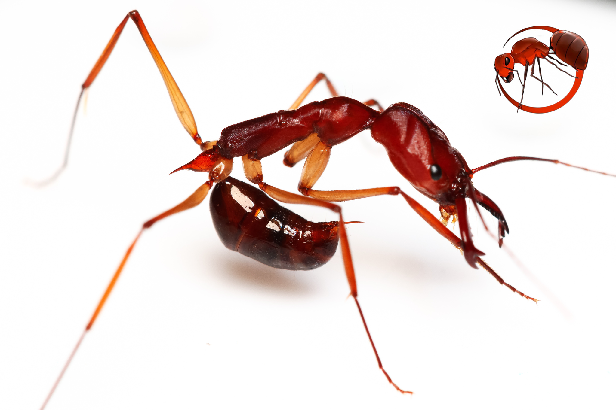 Odontomachus schoedli