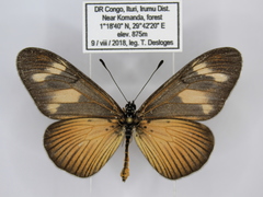 Acraea lycoa