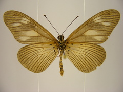Acraea lycoa