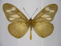 Acraea lycoa