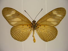 Acraea lycoa
